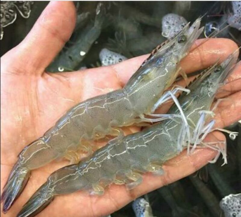近缘新对虾食用活虾
