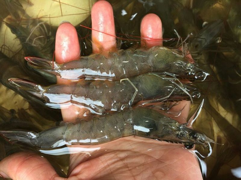 近缘新对虾食用活虾