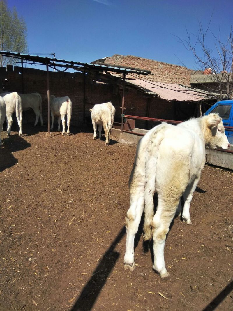 优质夏洛莱大小公母肉牛犊，合作社售肉牛犊