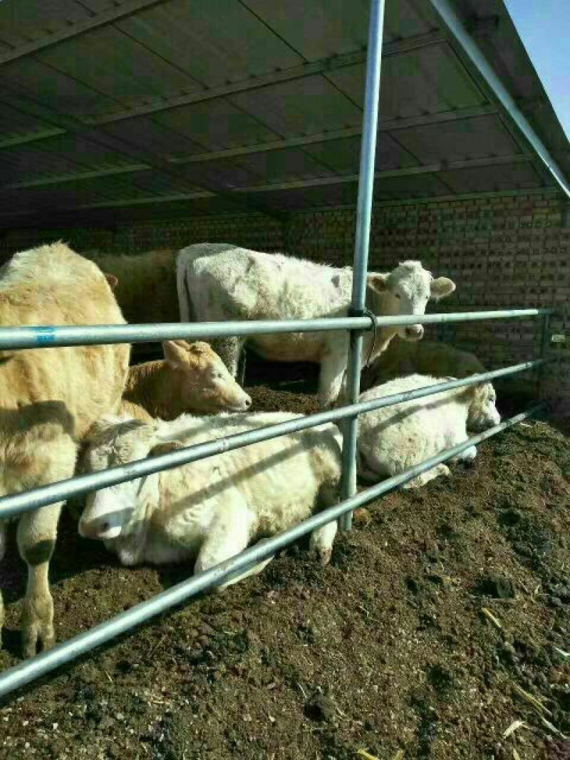 优质夏洛莱大小公母肉牛犊，合作社售肉牛犊