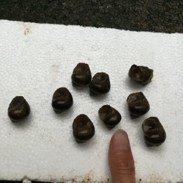 中华圆田螺食用鲜活