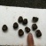 中华圆田螺食用鲜活