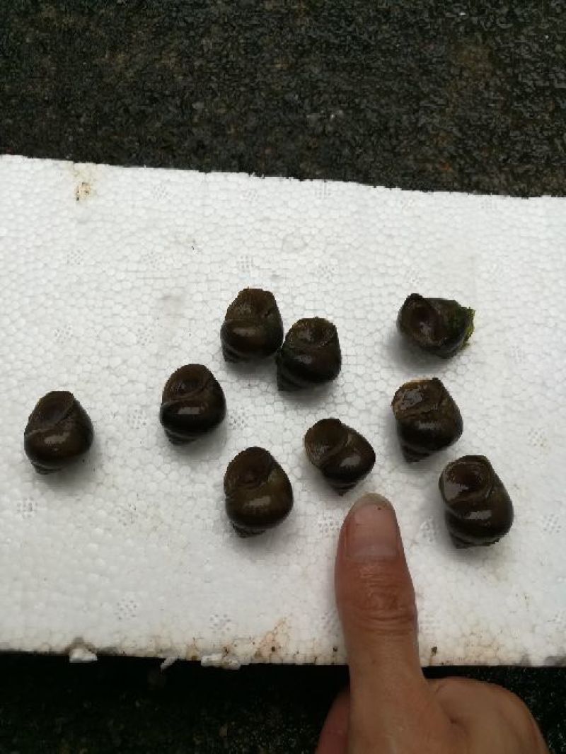 中华圆田螺食用鲜活