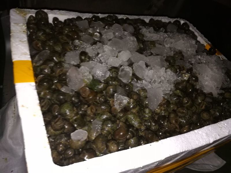 中华圆田螺食用鲜活