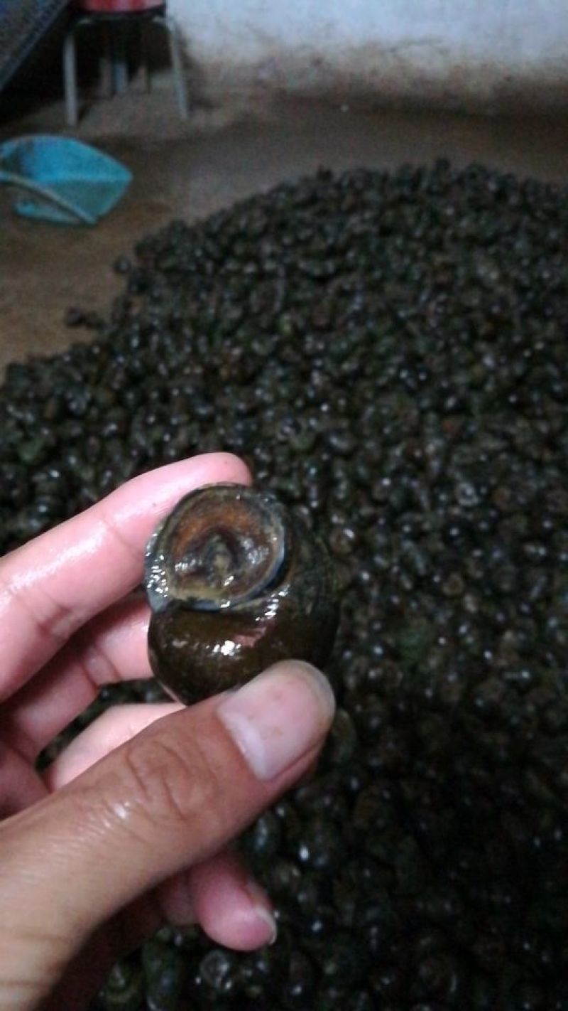 中华圆田螺食用鲜活