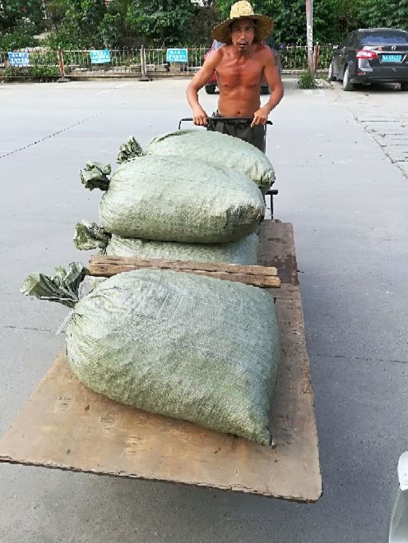 中华圆田螺食用鲜活