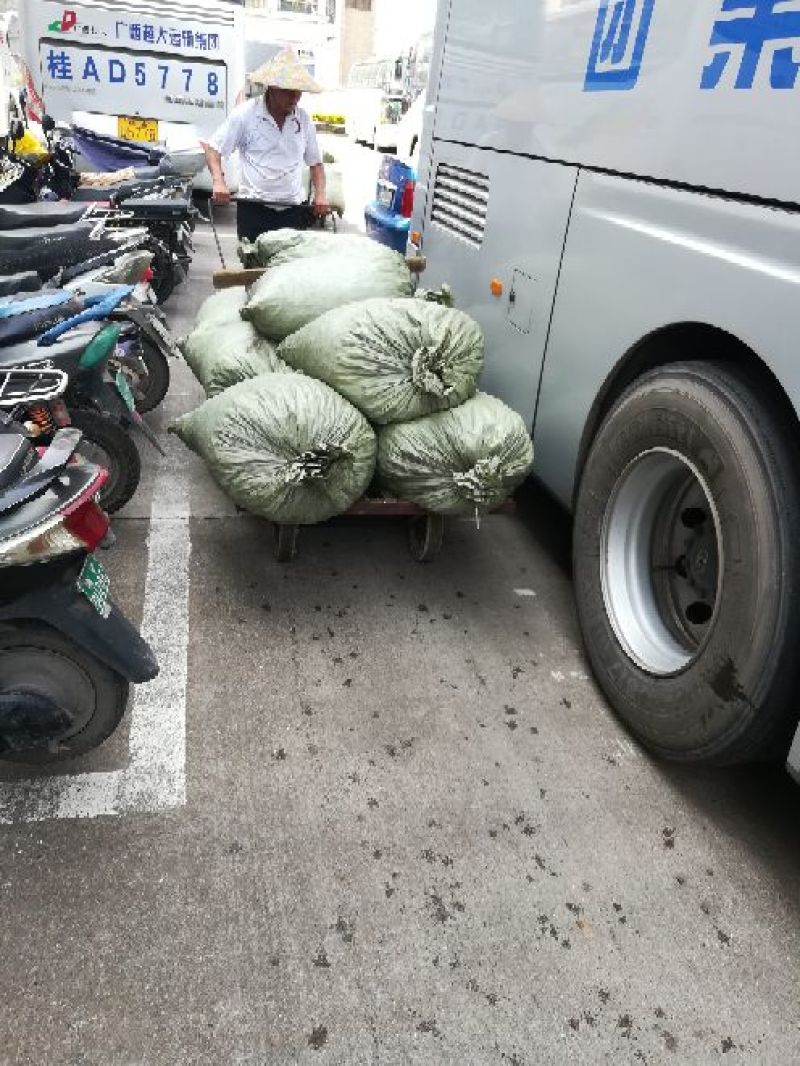 中华圆田螺食用鲜活