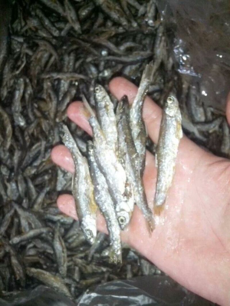 白条鱼小白条，餐条鱼，蓝刀