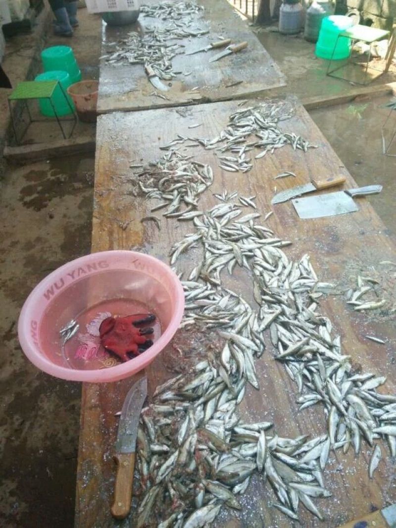 白条鱼小白条，餐条鱼，蓝刀