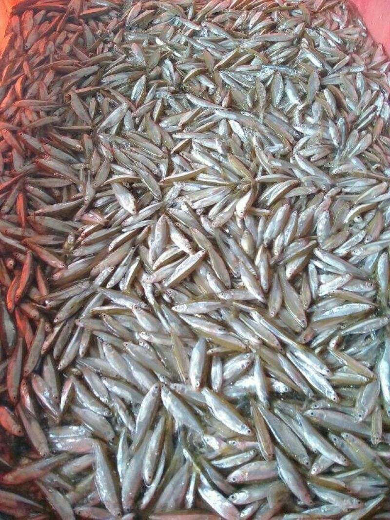 白条鱼小白条，餐条鱼，蓝刀