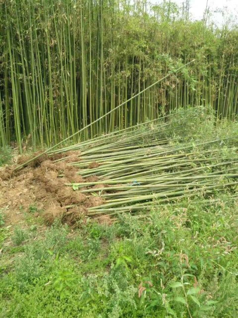 绿竹2~3m