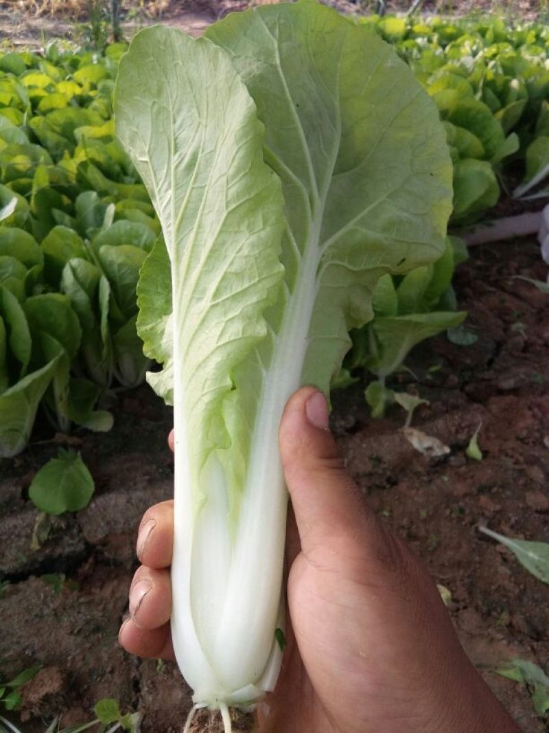 快菜20~25cm