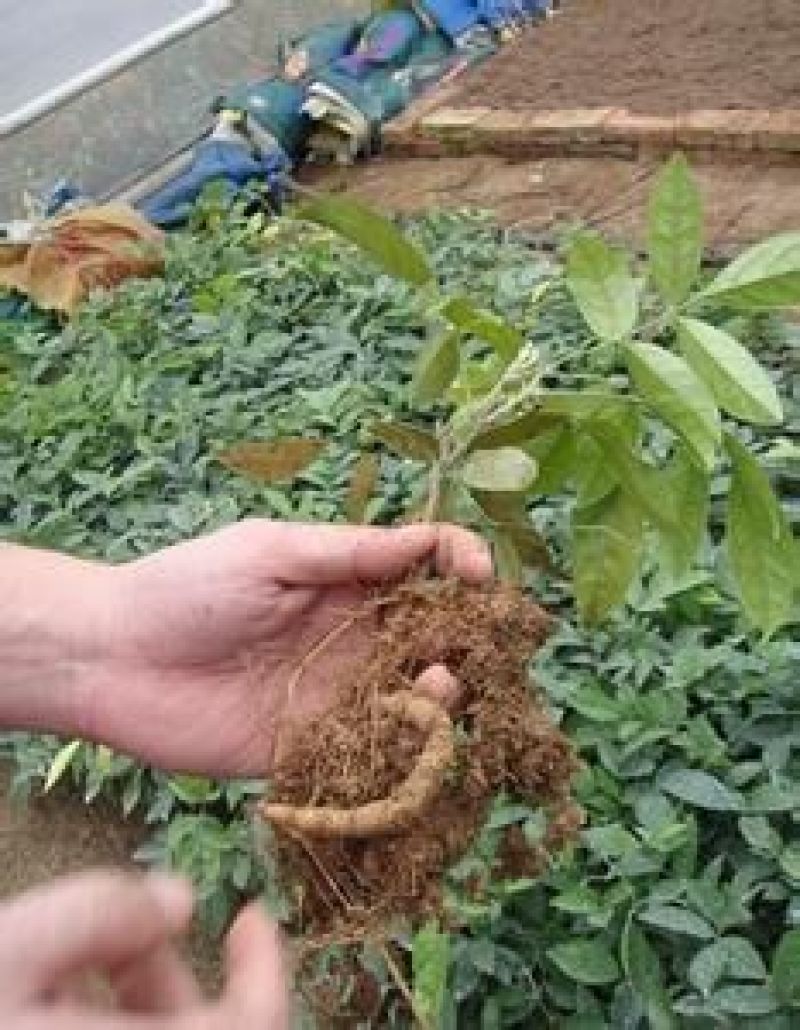 牛大力种苗15~30cm