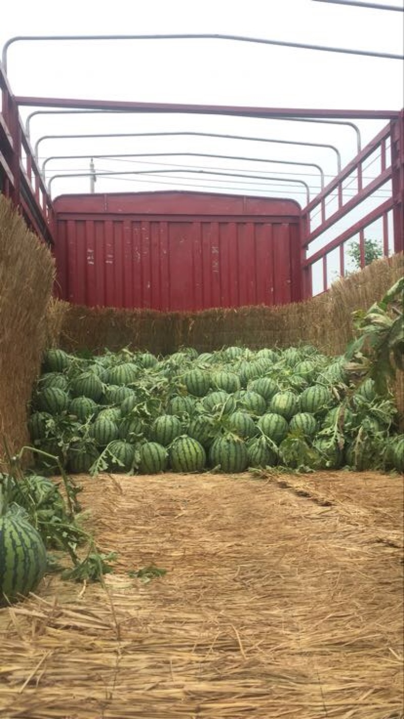麒麟西瓜。盐城市东台西瓜种植基地。