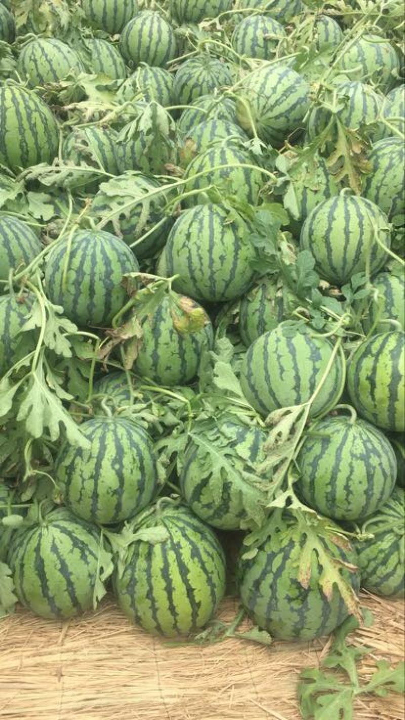 麒麟西瓜。盐城市东台西瓜种植基地。