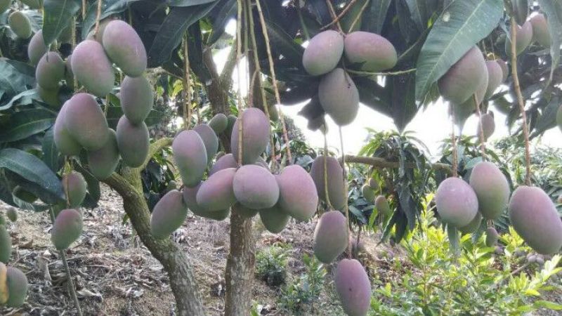 贵妃芒2两以上