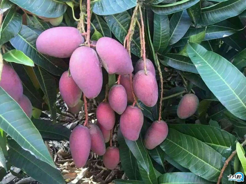 贵妃芒2两以上