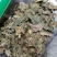 桑叶干货人工种植农家自然晾晒量大从优