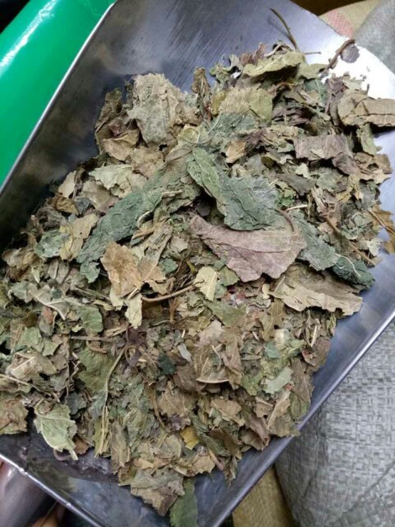 桑叶干货人工种植农家自然晾晒量大从优