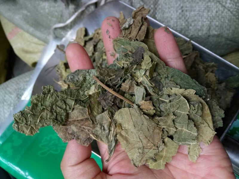 桑叶干货人工种植农家自然晾晒量大从优