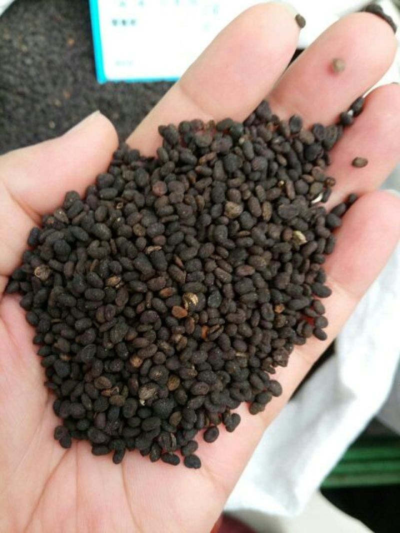 补骨脂云南干货各种规格量大从优常年经营各种中药