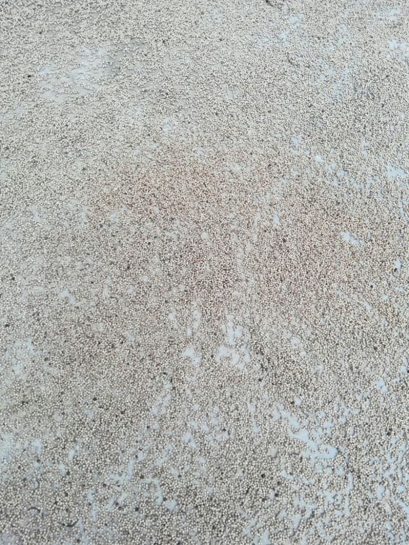 海南精选白胡椒产地直销支持先发样品验货