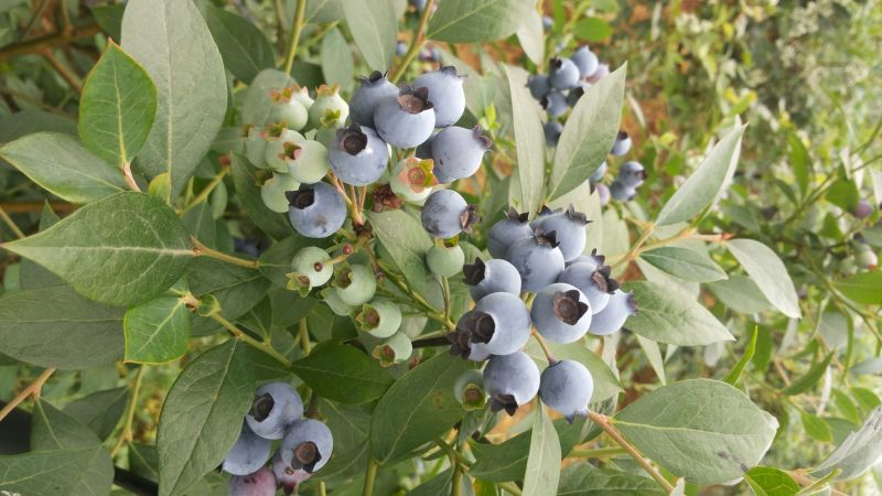 蓝丰蓝莓鲜果8~10mm以上