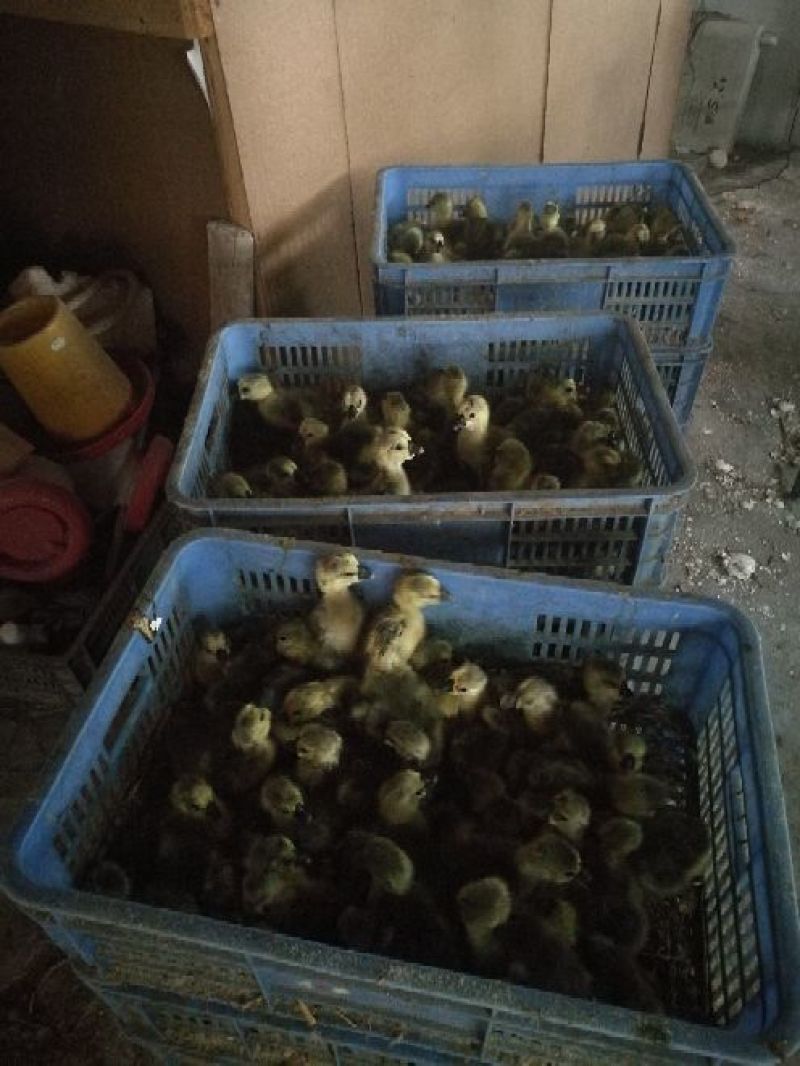 狮头鹅苗250g以下