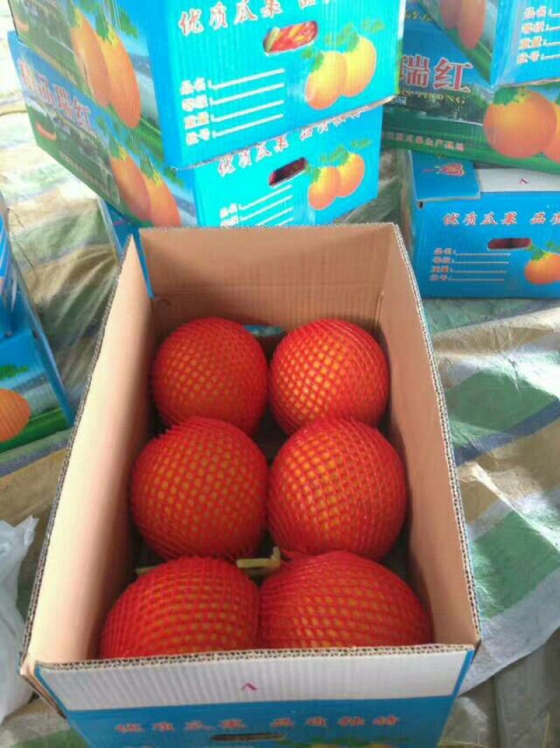 久红瑞甜瓜四月份大量有货