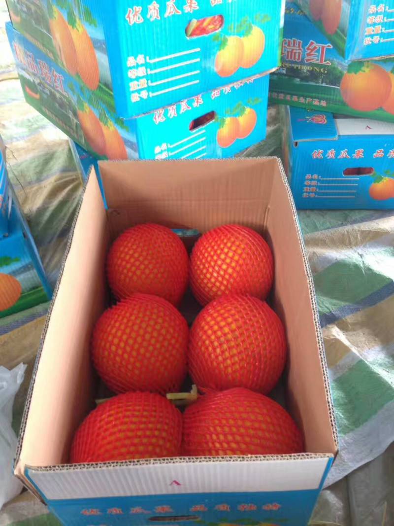 久红瑞甜瓜四月份大量有货