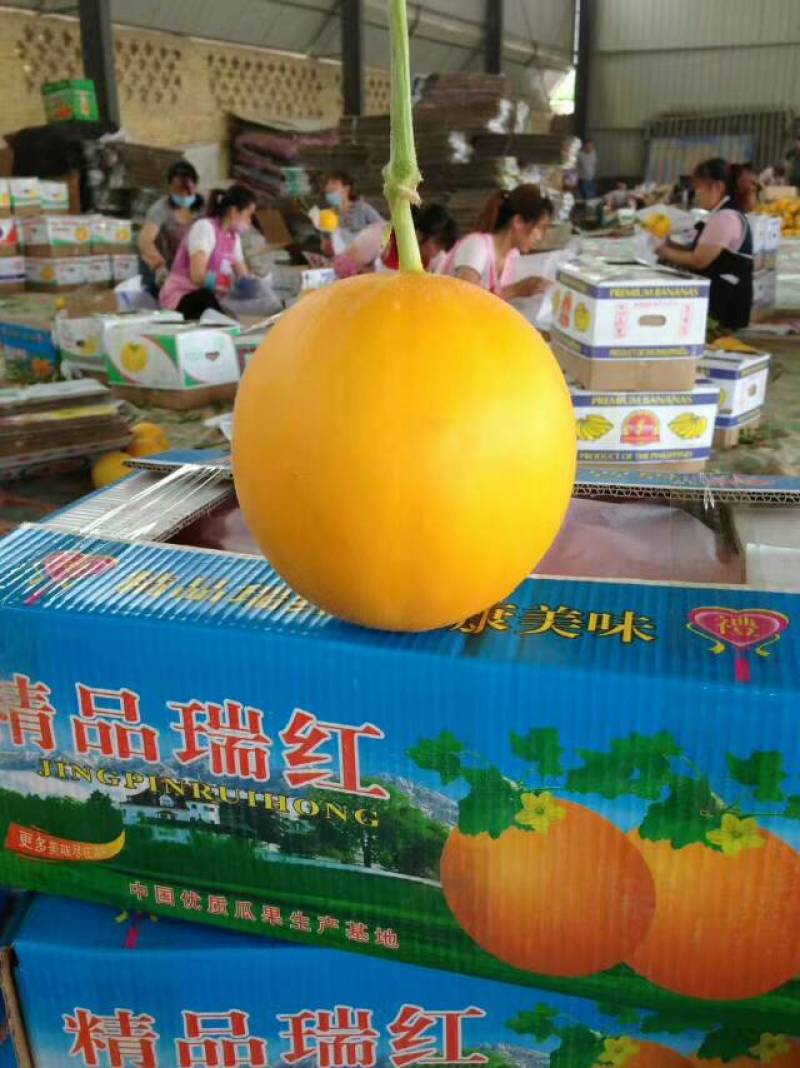 久红瑞甜瓜四月份大量有货