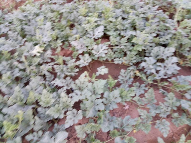 京欣西瓜6斤打底8成熟头茬大量上市产地直供
