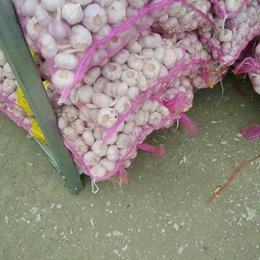 邳州大蒜6cm半干蒜