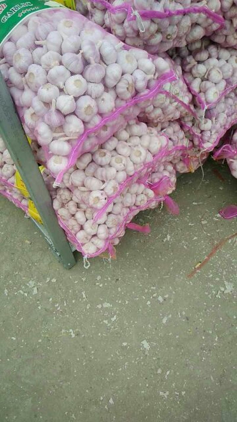 邳州大蒜6cm半干蒜