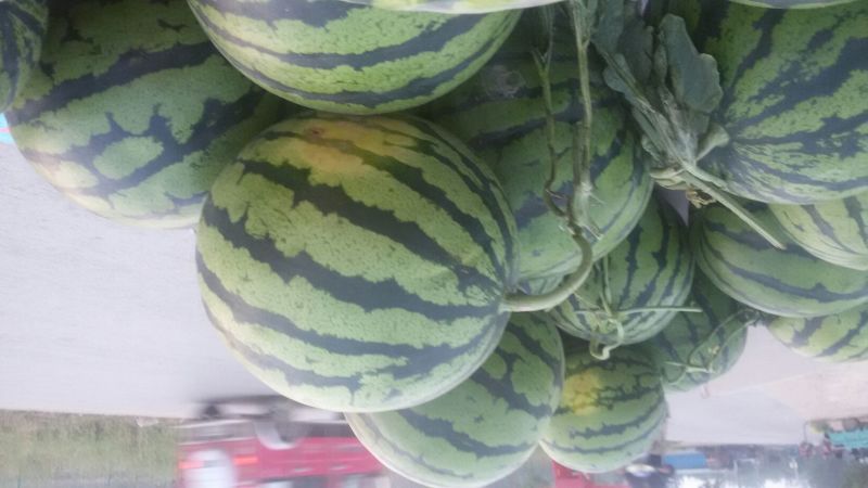 京欣西瓜8斤打底9成熟1茬