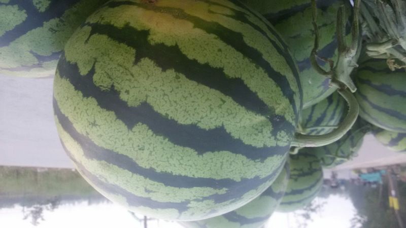 京欣西瓜8斤打底9成熟1茬
