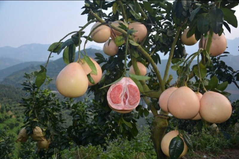 三红蜜柚苗