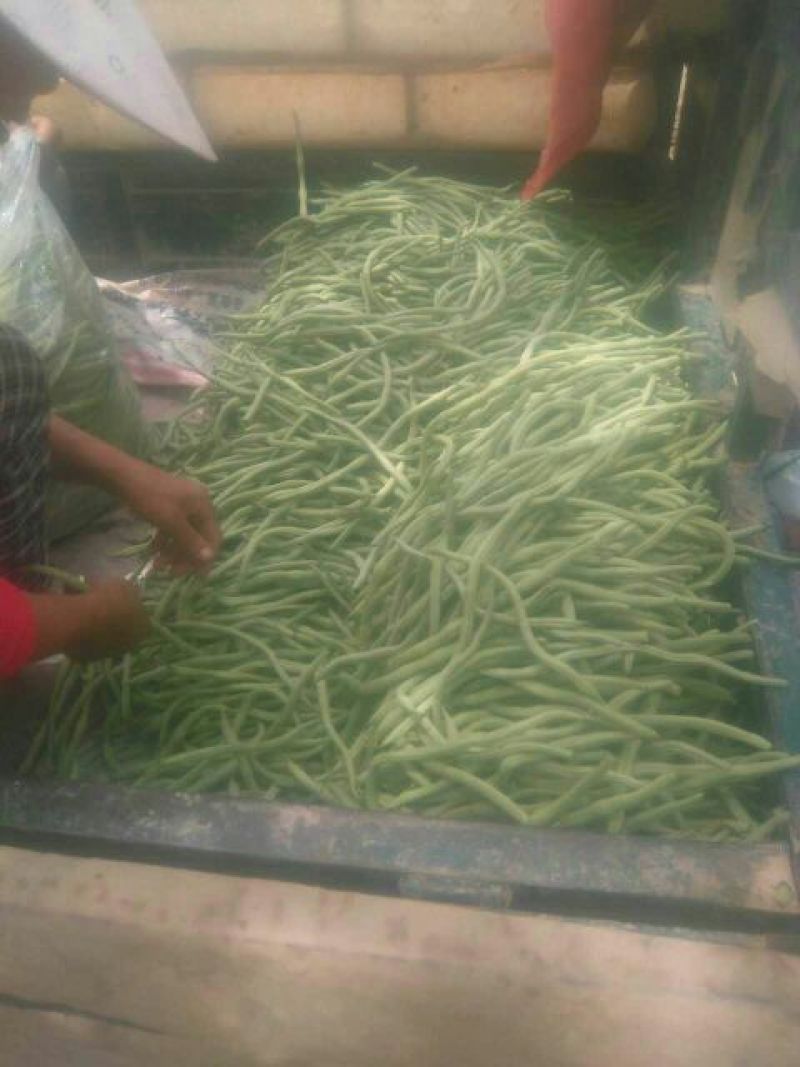 豆角架豆王豆角