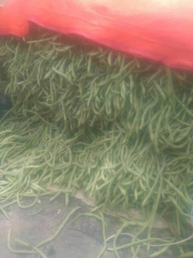 豆角架豆王豆角