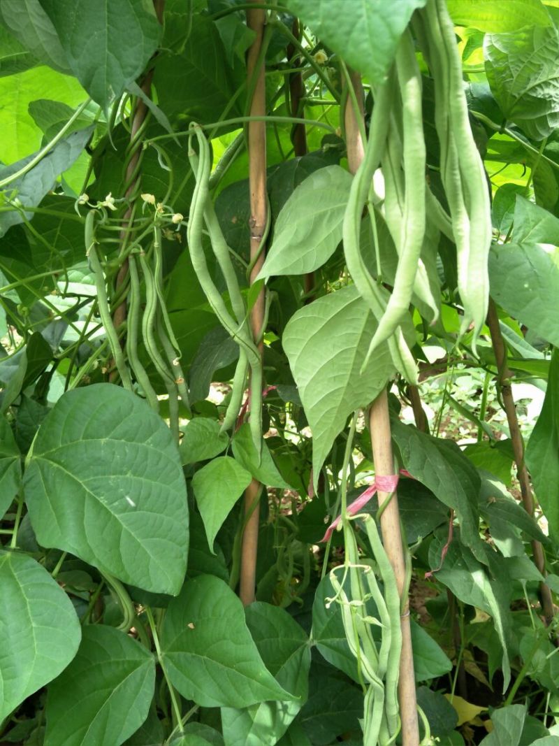 豆角架豆王豆角