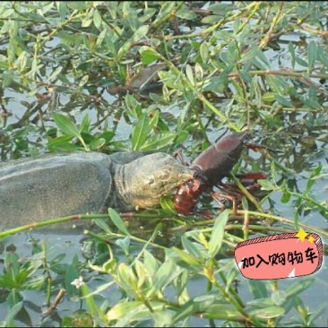 生态甲鱼1.5~2斤