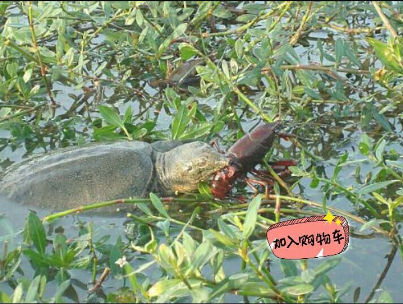 生态甲鱼1.5~2斤