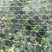 野生蓝莓鲜果10~12mm以上