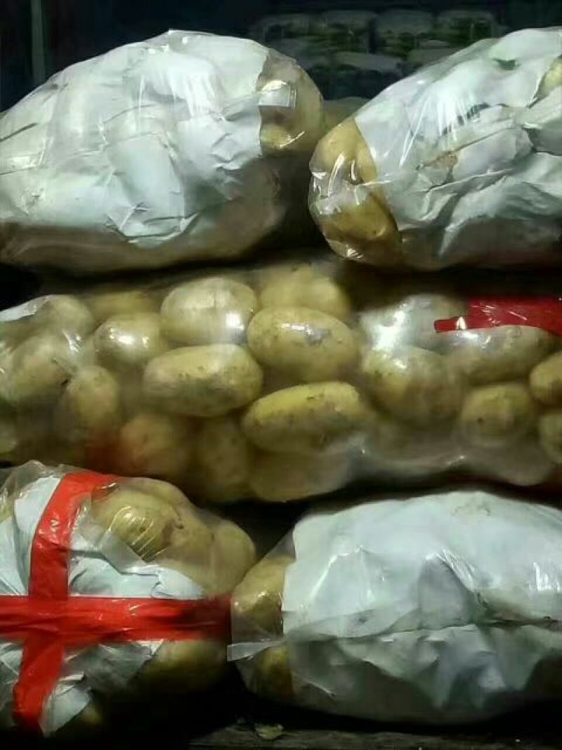 河北土豆！品种荷兰15，沃土5号！薯行好！可对接各大商超