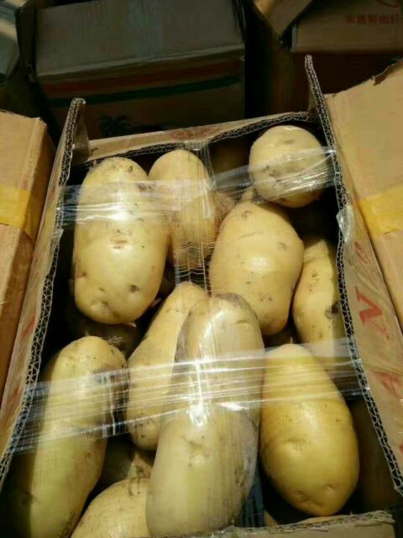 河北土豆！品种荷兰15，沃土5号！薯行好！可对接各大商超