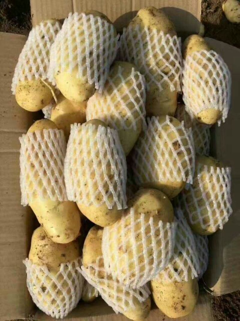 河北土豆！品种荷兰15，沃土5号！薯行好！可对接各大商超