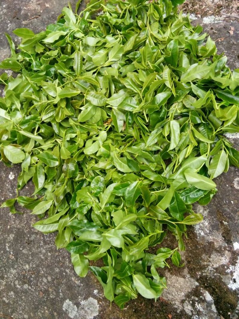 岩茶