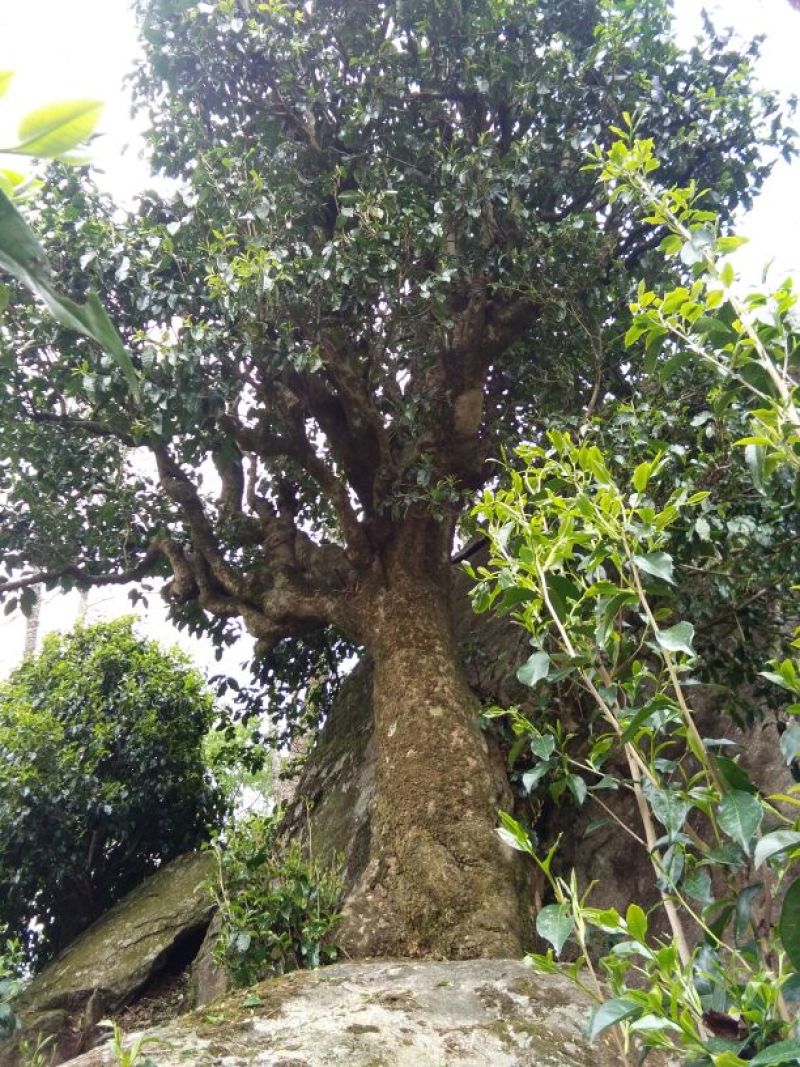 岩茶