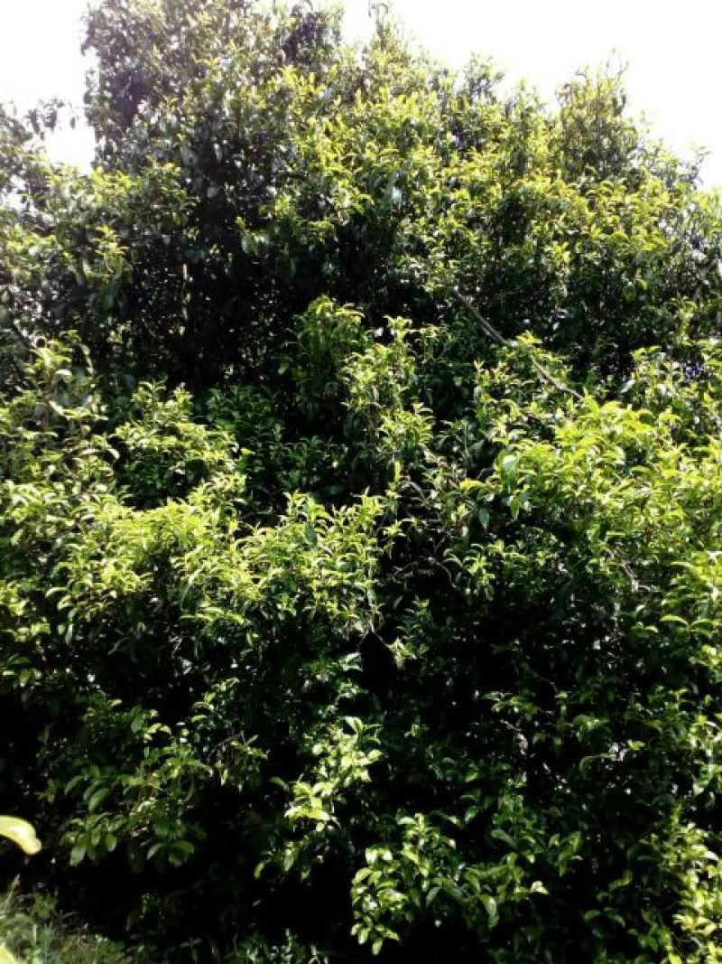 百年大树茶一级