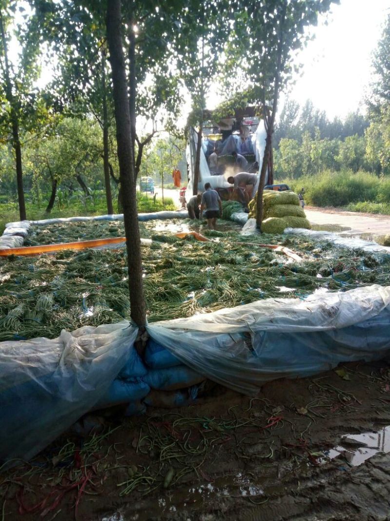 露地长豆角60厘米以上